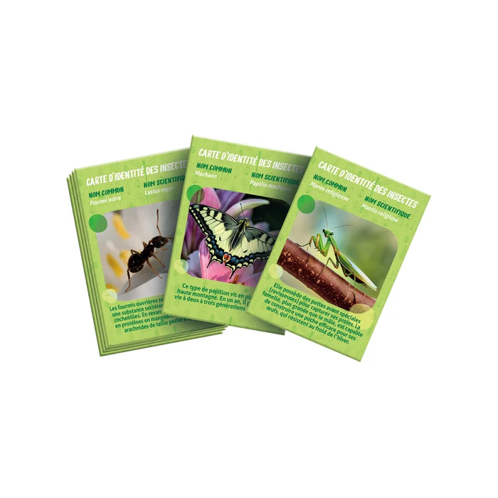 La maison des insectes – Image 5