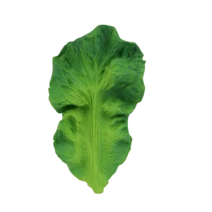 Jouet de Dentition Kendall le Kale Oli&Carol